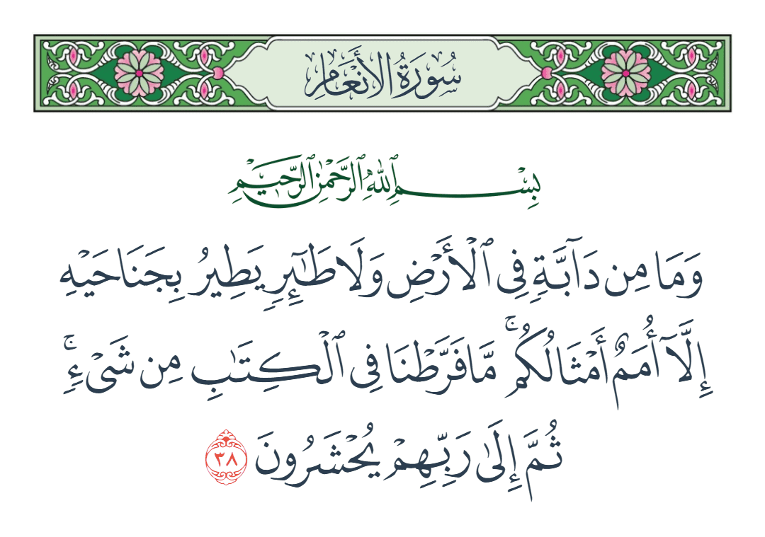  سورة الأنعام الآية رقم 38