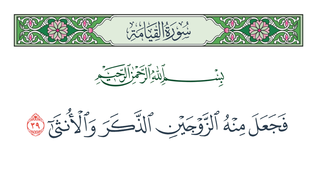  سورة القيامة الآية رقم 39