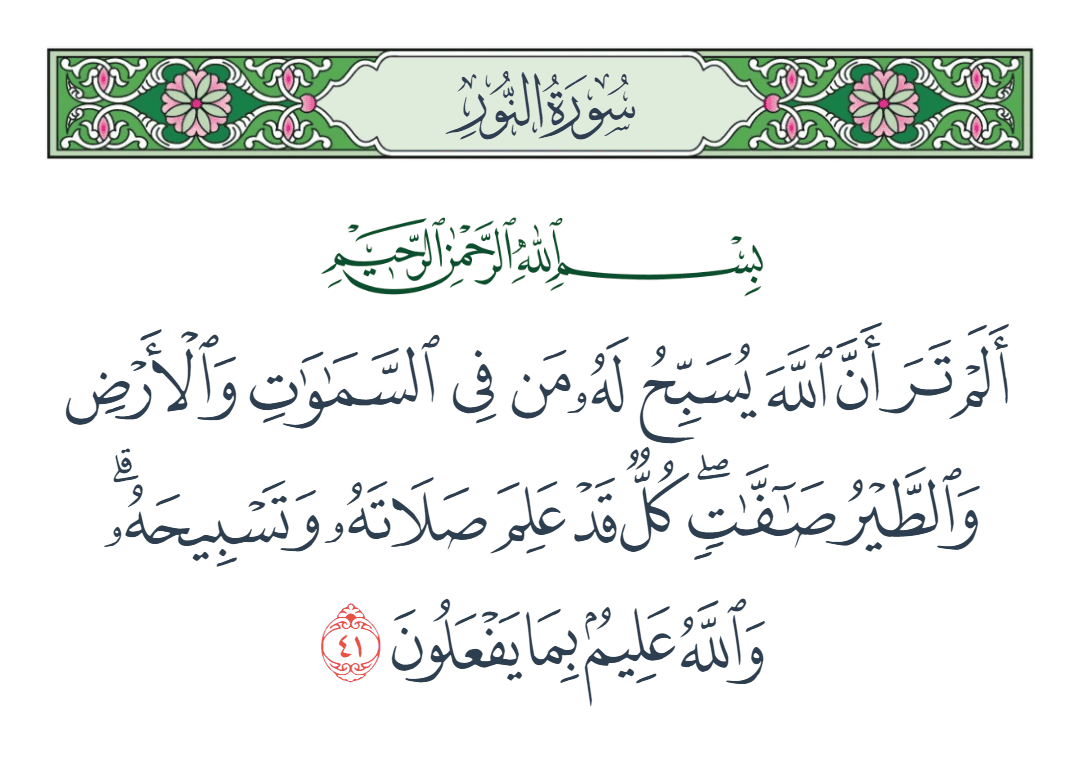  سورة النور الآية رقم 41
