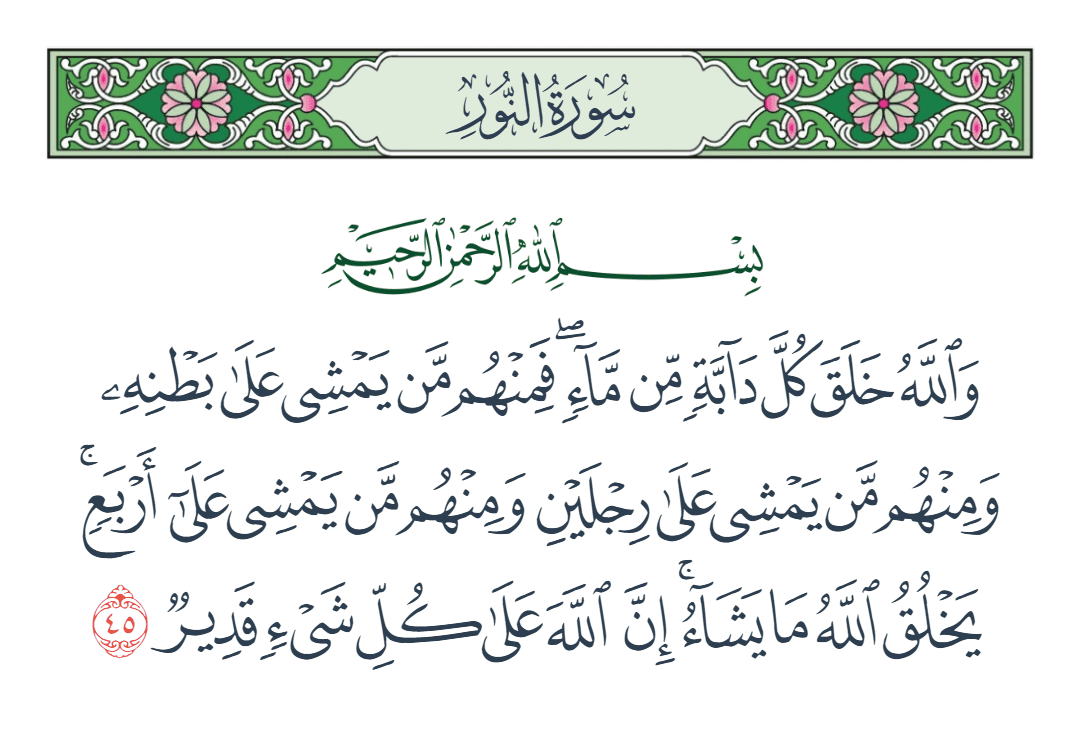  سورة النور الآية رقم 45