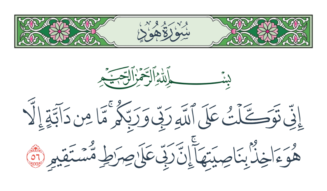  سورة هود الآية رقم 56