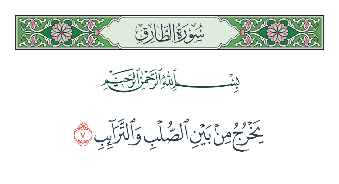  سورة الطارق الآية رقم 7