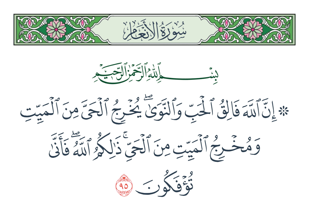  سورة الأنعام الآية رقم 95