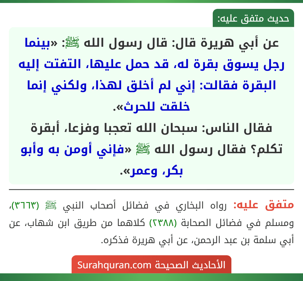 عن أبي هريرة قال: قال رسول الله ﷺ: «بينما رجل يسوق بقرة له، قد حمل عليها، التفتت إليه البقرة فقالت: إني لم أخلق لهذا، ولكني إنما خلقت للحرث».
فقال الناس: سبحان الله تعجبا وفزعا، أبقرة تكلم؟ فقال رسول الله ﷺ «فإني أومن به وأبو بكر، وعمر».