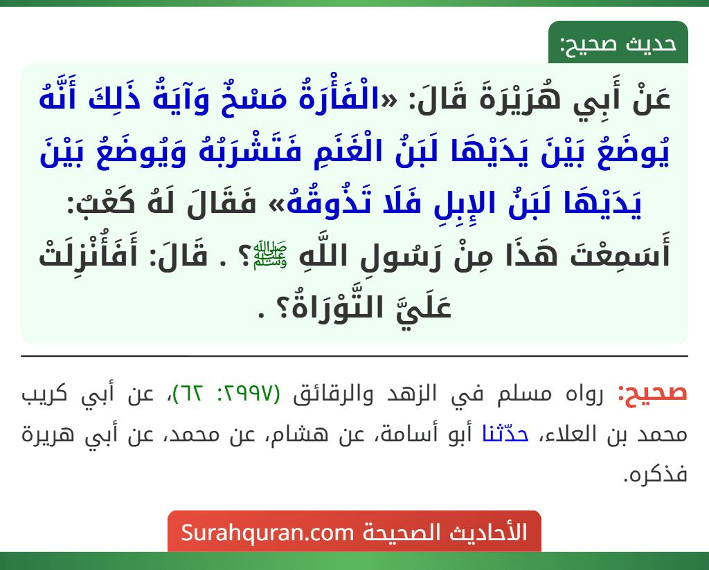 عَنْ أَبِي هُرَيْرَةَ قَالَ: «الْفَأْرَةُ مَسْخٌ وَآيَةُ ذَلِكَ أَنَّهُ يُوضَعُ بَيْنَ يَدَيْهَا لَبَنُ الْغَنَمِ فَتَشْرَبُهُ وَيُوضَعُ بَيْنَ يَدَيْهَا لَبَنُ الإِبِلِ فَلَا تَذُوقُهُ» فَقَالَ لَهُ كَعْبٌ: أَسَمِعْتَ هَذَا مِنْ رَسُولِ اللَّهِ ﷺ؟ . قَالَ: أَفَأُنْزِلَتْ عَلَيَّ التَّوْرَاةُ؟ .