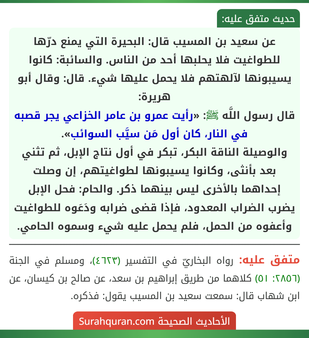 عن سعيد بن المسيب قال: البحيرة التي يمنع درّها للطواغيت فلا يحلبها أحد من الناس. والسائبة: كانوا يسيبونها لآلهتهم فلا يحمل عليها شيء. قال: وقال أبو هريرة:
قال رسول اللَّه ﷺ: «رأيت عمرو بن عامر الخزاعي يجر قصبه في النار، كان أول مَن سيَّب السوائب».
والوصيلة الناقة البكر، تبكر في أول نتاج الإبل، ثم تثني بعد بأنثى، وكانوا يسيبونها لطواغيتهم، إن وصلت إحداهما بالأخرى ليس بينهما ذكر. والحام: فحل الإبل يضرب الضراب المعدود، فإذا قضى ضرابه ودَعَوه للطواغيت وأعفوه من الحمل، فلم يحمل عليه شيء وسموه الحامي.