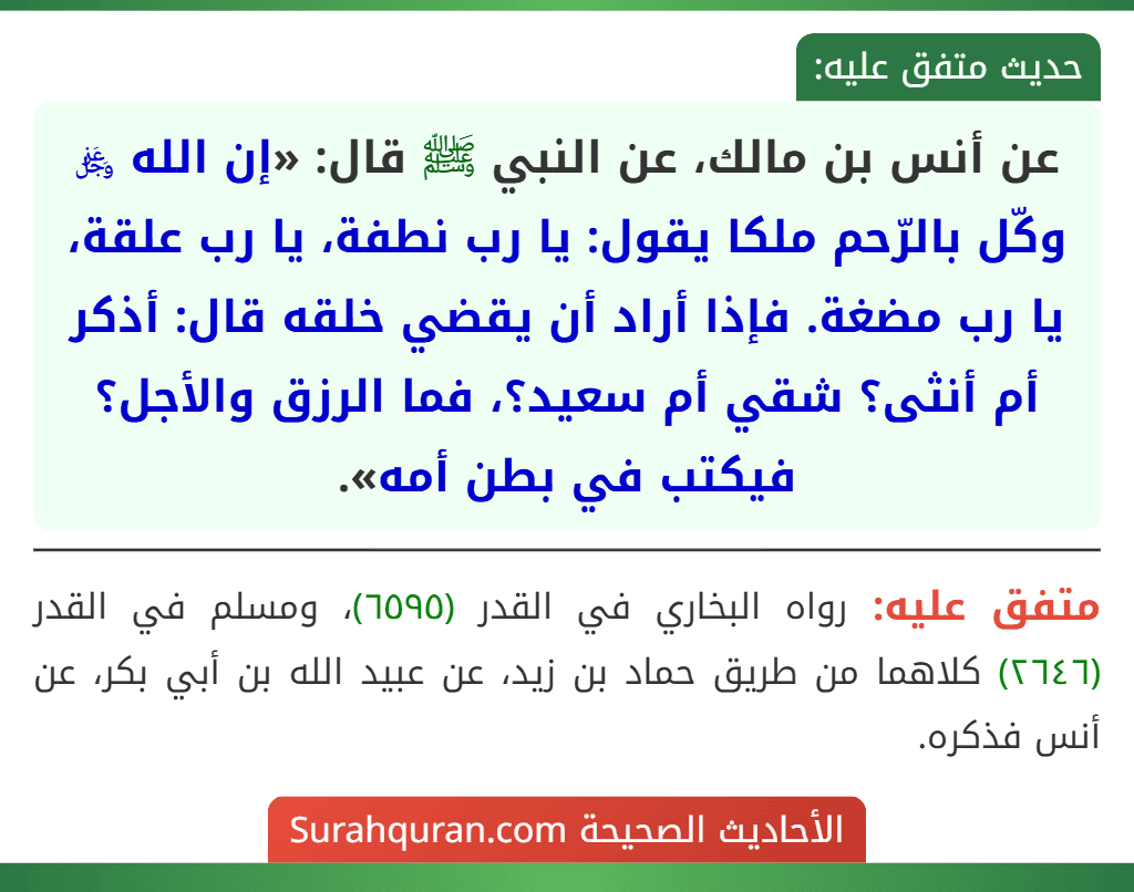 عن أنس بن مالك، عن النبي ﷺ قال: «إن الله ﷿ وكّل بالرّحم ملكا يقول: يا رب نطفة، يا رب علقة، يا رب مضغة. فإذا أراد أن يقضي خلقه قال: أذكر أم أنثى؟ شقي أم سعيد؟، فما الرزق والأجل؟ فيكتب في بطن أمه». عن أنس بن مالك، عن النبي ﷺ قال: «إن الله ﷿ وكّل بالرّحم ملكا يقول: يا رب نطفة، يا رب علقة، يا رب مضغة. فإذا أراد أن يقضي خلقه قال: أذكر أم أنثى؟ شقي أم سعيد؟، فما الرزق والأجل؟ فيكتب في بطن أمه».