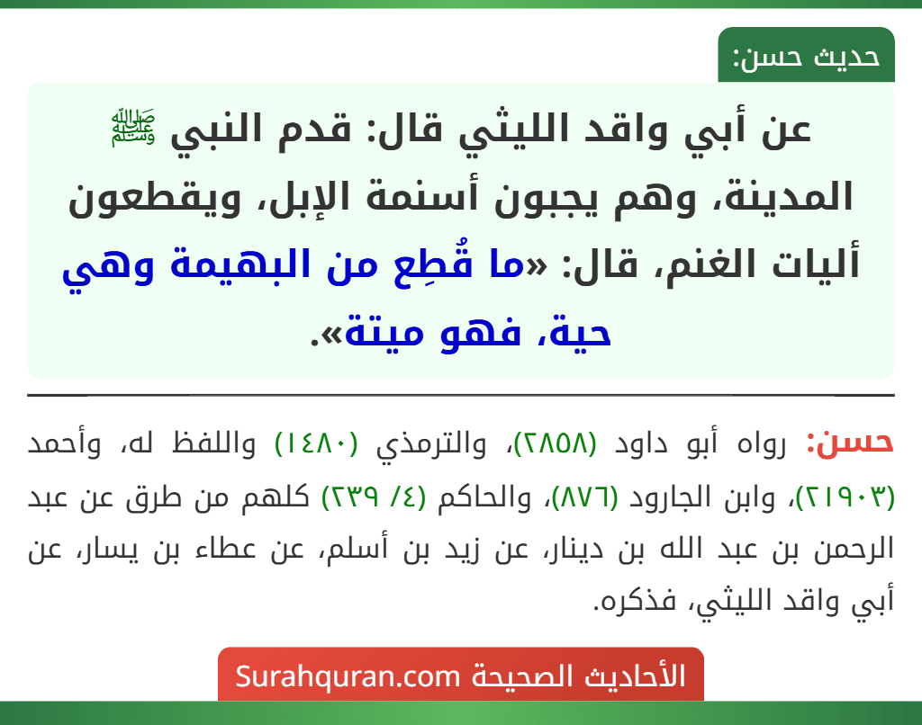 عن أبي واقد الليثي قال: قدم النبي ﷺ المدينة، وهم يجبون أسنمة الإبل، ويقطعون أليات الغنم، قال: «ما قُطِع من البهيمة وهي حية، فهو ميتة».
