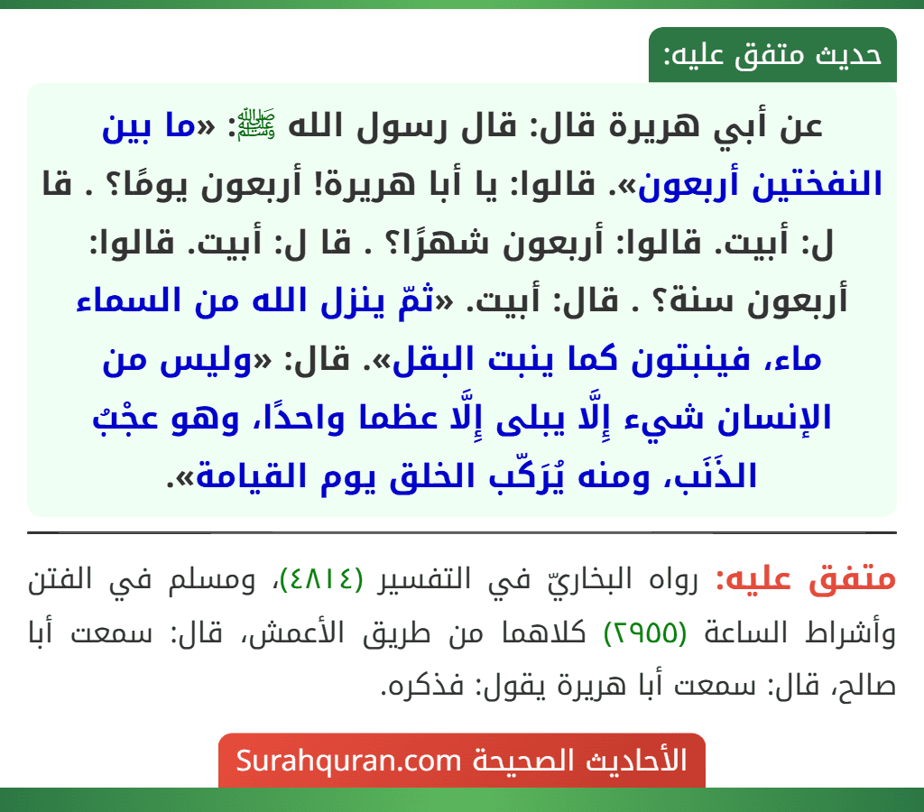 عن أبي هريرة قال: قال رسول الله ﷺ: «ما بين النفختين أربعون». قالوا: يا أبا هريرة! أربعون يومًا؟ . قا ل: أبيت. قالوا: أربعون شهرًا؟ . قا ل: أبيت. قالوا: أربعون سنة؟ . قال: أبيت. «ثمّ ينزل الله من السماء ماء، فينبتون كما ينبت البقل». قال: «وليس من الإنسان شيء إِلَّا يبلى إِلَّا عظما واحدًا، وهو عجْبُ الذَنَب، ومنه يُرَكّب الخلق يوم القيامة».