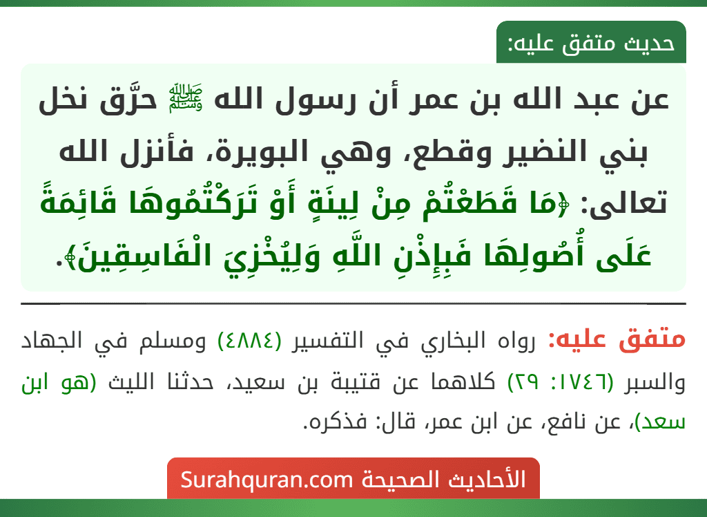 عن عبد الله بن عمر أن رسول الله ﷺ حرَّق نخل بني النضير وقطع، وهي البويرة، فأنزل الله تعالى: ﴿مَا قَطَعْتُمْ مِنْ لِينَةٍ أَوْ تَرَكْتُمُوهَا قَائِمَةً عَلَى أُصُولِهَا فَبِإِذْنِ اللَّهِ وَلِيُخْزِيَ الْفَاسِقِينَ﴾.