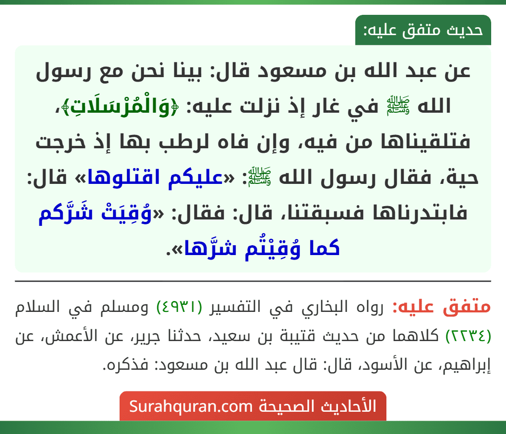 عن عبد الله بن مسعود قال: بينا نحن مع رسول الله ﷺ في غار إذ نزلت عليه: ﴿وَالْمُرْسَلَاتِ﴾، فتلقيناها من فيه، وإن فاه لرطب بها إذ خرجت حية، فقال رسول الله ﷺ: «عليكم اقتلوها» قال: فابتدرناها فسبقتنا، قال: فقال: «وُقِيَتْ شَرَّكم كما وُقِيْتُم شرَّها».