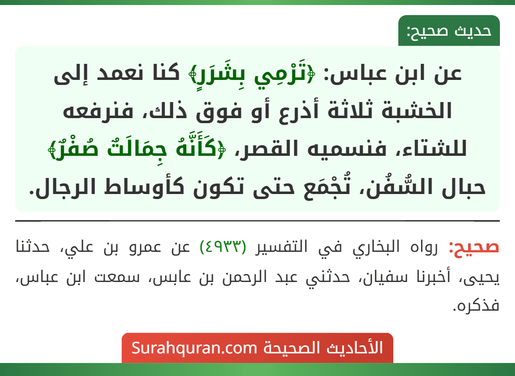عن ابن عباس: ﴿تَرْمِي بِشَرَرٍ﴾ كنا نعمد إلى الخشبة ثلاثة أذرع أو فوق ذلك، فنرفعه للشتاء، فنسميه القصر، ﴿كَأَنَّهُ جِمَالَتٌ صُفْرٌ﴾ حبال السُّفُن، تُجْمَع حتى تكون كأوساط الرجال. عن ابن عباس: ﴿تَرْمِي بِشَرَرٍ﴾ كنا نعمد إلى الخشبة ثلاثة أذرع أو فوق ذلك، فنرفعه للشتاء، فنسميه القصر، ﴿كَأَنَّهُ جِمَالَتٌ صُفْرٌ﴾ حبال السُّفُن، تُجْمَع حتى تكون كأوساط الرجال.