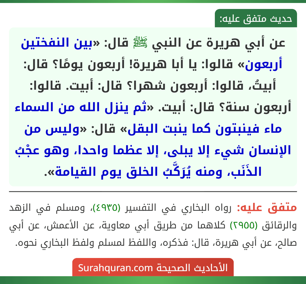 عن أبي هريرة عن النبي ﷺ قال: «بين النفختين أربعون» قالوا: يا أبا هريرة! أربعون يومًا؟ قال: أبيتُ، قالوا: أربعون شهرا؟ قال: أبيت. قالوا: أربعون سنة؟ قال: أبيت. «ثم ينزل الله من السماء ماء فينبتون كما ينبت البقل» قال: «وليس من الإنسان شيء إلا يبلى، إلا عظما واحدا، وهو عجْبُ الذَنَب، ومنه يُرَكَّبُ الخلق يوم القيامة».