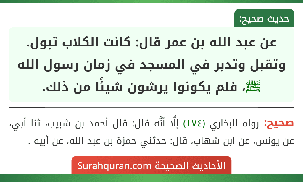 عن عبد الله بن عمر قال: كانت الكلاب تبول. وتقبل وتدبر في المسجد في زمان رسول الله ﷺ، فلم يكونوا يرشون شيئًا من ذلك.