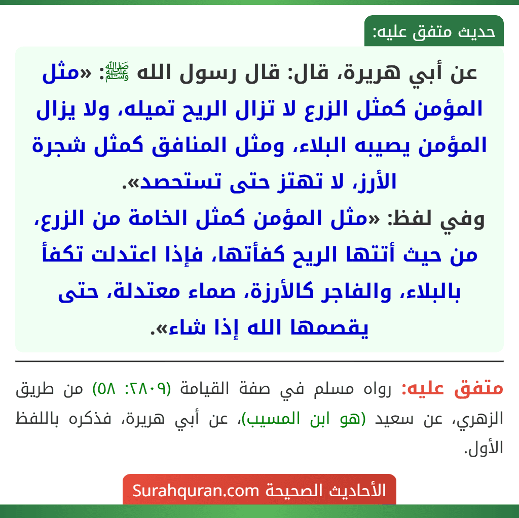 عن أبي هريرة، قال: قال رسول الله ﷺ: «مثل المؤمن كمثل الزرع لا تزال الريح تميله، ولا يزال المؤمن يصيبه البلاء، ومثل المنافق كمثل شجرة الأرز، لا تهتز حتى تستحصد».
وفي لفظ: «مثل المؤمن كمثل الخامة من الزرع، من حيث أتتها الريح كفأتها، فإذا اعتدلت تكفأ بالبلاء، والفاجر كالأرزة، صماء معتدلة، حتى يقصمها الله إذا شاء». عن أبي هريرة، قال: قال رسول الله ﷺ: «مثل المؤمن كمثل الزرع لا تزال الريح تميله، ولا يزال المؤمن يصيبه البلاء، ومثل المنافق كمثل شجرة الأرز، لا تهتز حتى تستحصد».
وفي لفظ: «مثل المؤمن كمثل الخامة من الزرع، من حيث أتتها الريح كفأتها، فإذا اعتدلت تكفأ بالبلاء، والفاجر كالأرزة، صماء معتدلة، حتى يقصمها الله إذا شاء».