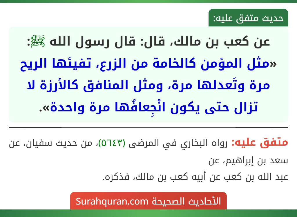 عن كعب بن مالك، قال: قال رسول الله ﷺ: «مثل المؤمن كالخامة من الزرع، تفيئها الريح مرة وتَعدلها مرة، ومثل المنافق كالأرزة لا تزال حتى يكون انْجِعافُها مرة واحدة».