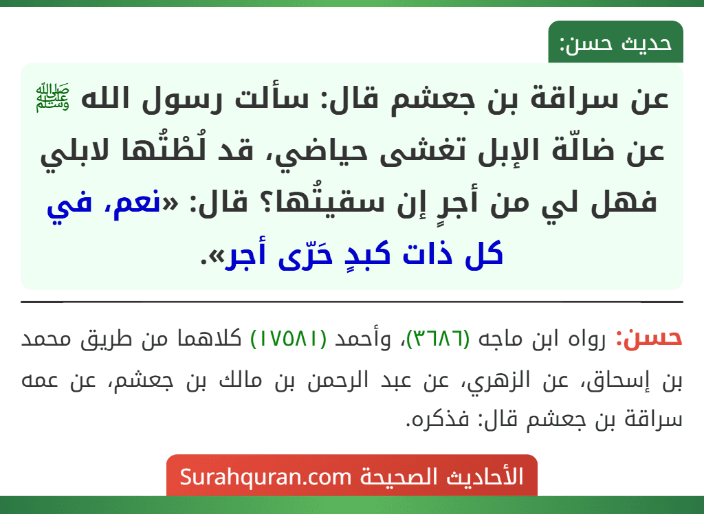 عن سراقة بن جعشم قال: سألت رسول الله ﷺ عن ضالّة الإبل تغشى حياضي، قد لُطْتُها لابلي فهل لي من أجرٍ إن سقيتُها؟ قال: «نعم، في كل ذات كبدٍ حَرّى أجر».