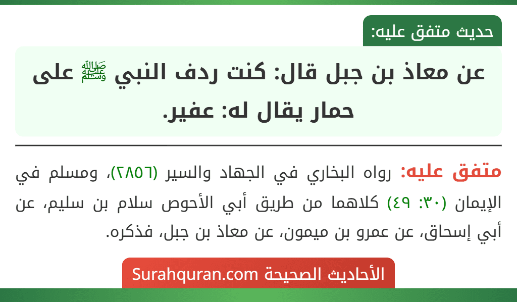 عن معاذ بن جبل قال: كنت ردف النبي ﷺ على حمار يقال له: عفير.