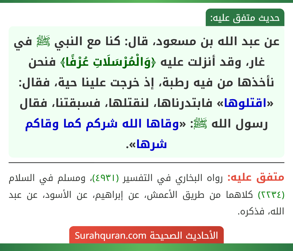 عن عبد الله بن مسعود، قال: كنا مع النبي ﷺ في غار، وقد أنزلت عليه ﴿وَالْمُرْسَلَاتِ عُرْفًا﴾ فنحن نأخذها من فيه رطبة، إذ خرجت علينا حية، فقال: «اقتلوها» فابتدرناها، لنقتلها، فسبقتنا، فقال رسول الله ﷺ: «وقاها الله شركم كما وقاكم شرها».