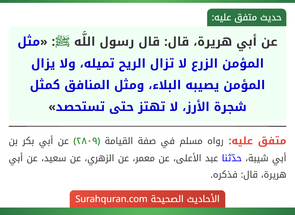 عن أبي هريرة، قال: قال رسول اللَّه ﷺ: «مثل المؤمن الزرع لا تزال الريح تميله، ولا يزال المؤمن يصيبه البلاء، ومثل المنافق كمثل شجرة الأرز، لا تهتز حتى تستحصد» عن أبي هريرة، قال: قال رسول اللَّه ﷺ: «مثل المؤمن الزرع لا تزال الريح تميله، ولا يزال المؤمن يصيبه البلاء، ومثل المنافق كمثل شجرة الأرز، لا تهتز حتى تستحصد»