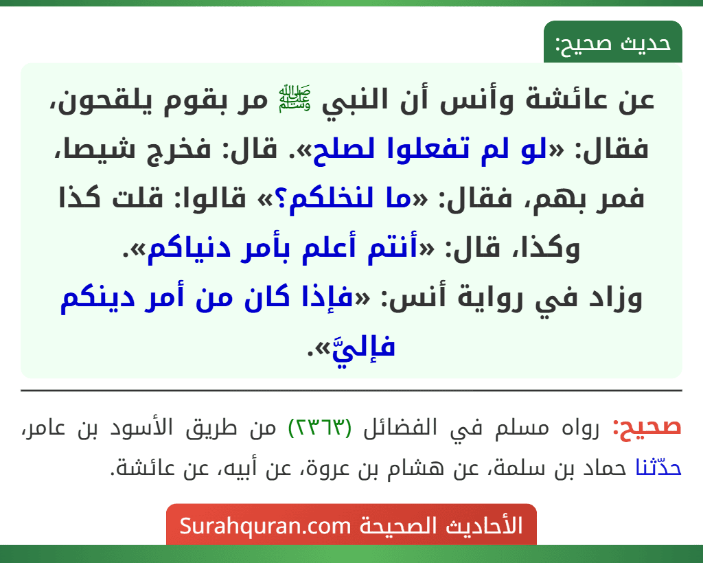 عن عائشة وأنس أن النبي ﷺ مر بقوم يلقحون، فقال: «لو لم تفعلوا لصلح». قال: فخرج شيصا، فمر بهم، فقال: «ما لنخلكم؟» قالوا: قلت كذا وكذا، قال: «أنتم أعلم بأمر دنياكم».
وزاد في رواية أنس: «فإذا كان من أمر دينكم فإليَّ».