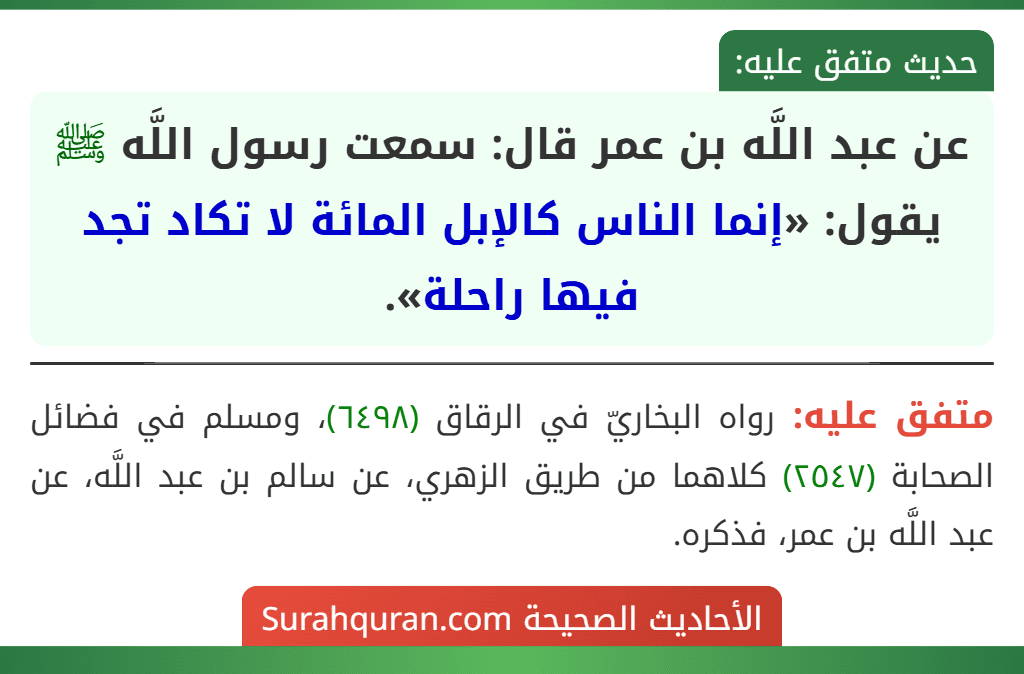 عن عبد اللَّه بن عمر قال: سمعت رسول اللَّه ﷺ يقول: «إنما الناس كالإبل المائة لا تكاد تجد فيها راحلة».