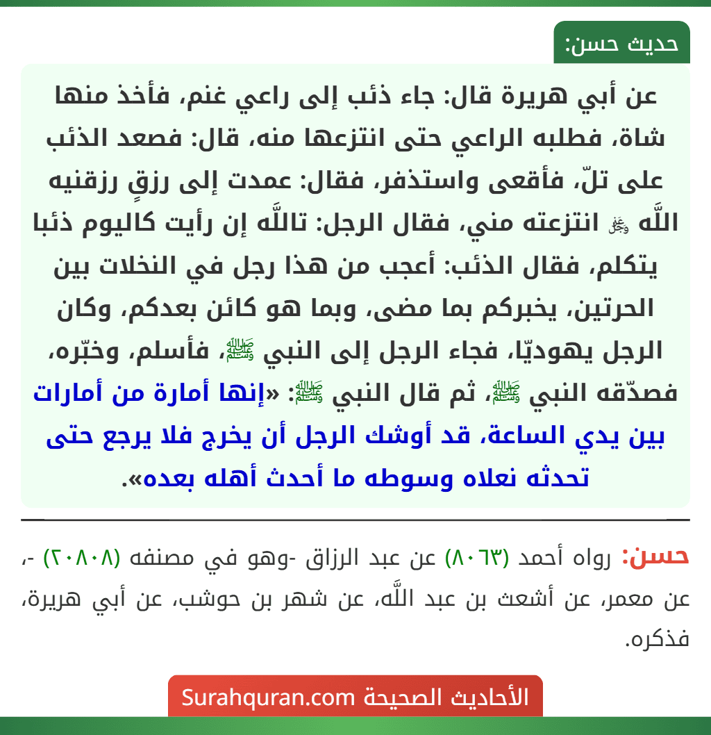 عن أبي هريرة قال: جاء ذئب إلى راعي غنم، فأخذ منها شاة، فطلبه الراعي حتى انتزعها منه، قال: فصعد الذئب على تلّ، فأقعى واستذفر، فقال: عمدت إلى رزقٍ رزقنيه اللَّه ﷿ انتزعته مني، فقال الرجل: تاللَّه إن رأيت كاليوم ذئبا يتكلم، فقال الذئب: أعجب من هذا رجل في النخلات بين الحرتين، يخبركم بما مضى، وبما هو كائن بعدكم، وكان الرجل يهوديّا، فجاء الرجل إلى النبي ﷺ، فأسلم، وخبّره، فصدّقه النبي ﷺ، ثم قال النبي ﷺ: «إنها أمارة من أمارات بين يدي الساعة، قد أوشك الرجل أن يخرج فلا يرجع حتى تحدثه نعلاه وسوطه ما أحدث أهله بعده».