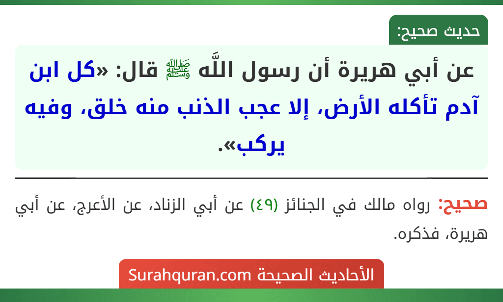 عن أبي هريرة أن رسول اللَّه ﷺ قال: «كل ابن آدم تأكله الأرض، إلا عجب الذنب منه خلق، وفيه يركب». عن أبي هريرة أن رسول اللَّه ﷺ قال: «كل ابن آدم تأكله الأرض، إلا عجب الذنب منه خلق، وفيه يركب».