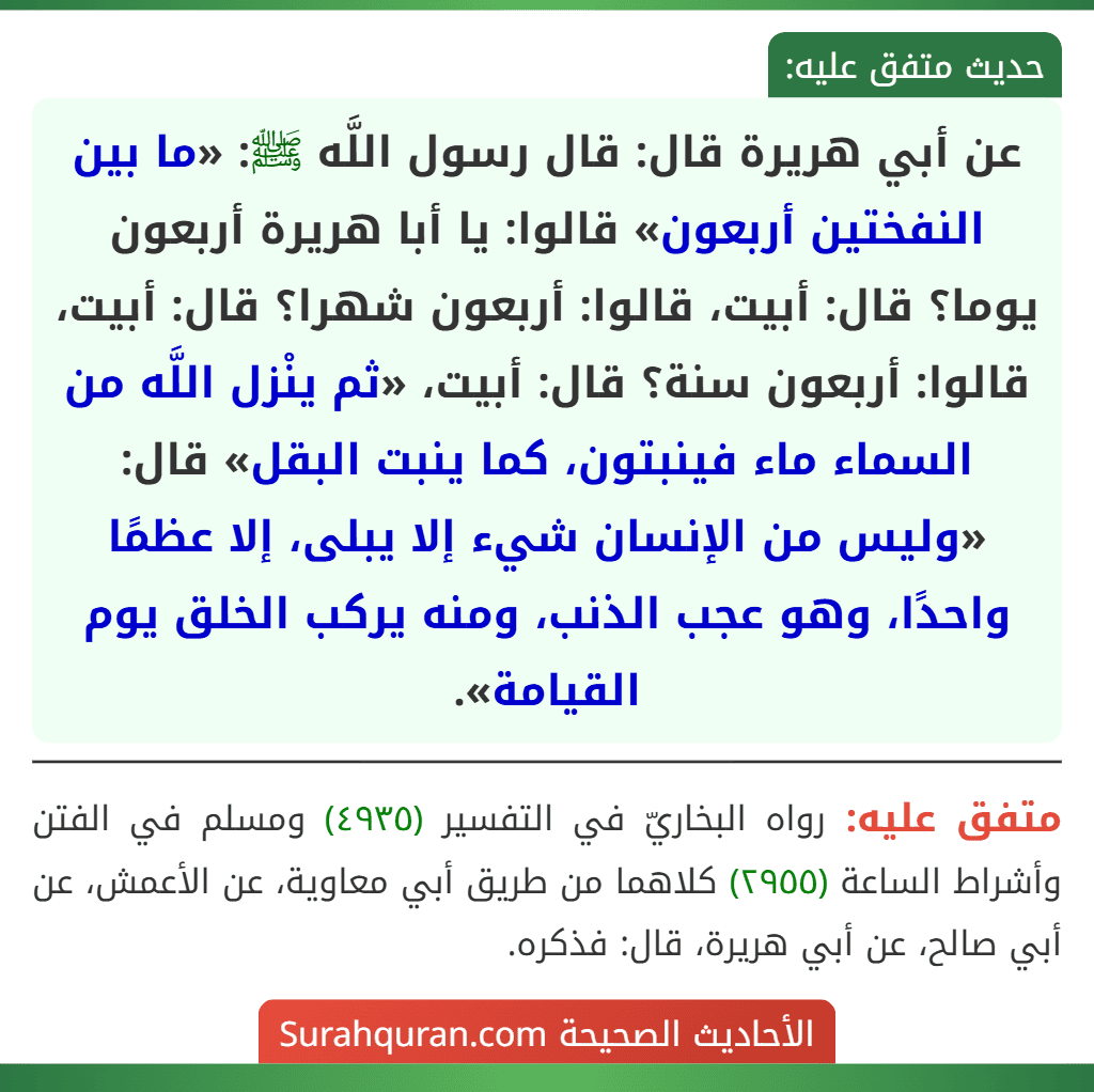 عن أبي هريرة قال: قال رسول اللَّه ﷺ: «ما بين النفختين أربعون» قالوا: يا أبا هريرة أربعون يوما؟ قال: أبيت، قالوا: أربعون شهرا؟ قال: أبيت، قالوا: أربعون سنة؟ قال: أبيت، «ثم ينْزل اللَّه من السماء ماء فينبتون، كما ينبت البقل» قال: «وليس من الإنسان شيء إلا يبلى، إلا عظمًا واحدًا، وهو عجب الذنب، ومنه يركب الخلق يوم القيامة». عن أبي هريرة قال: قال رسول اللَّه ﷺ: «ما بين النفختين أربعون» قالوا: يا أبا هريرة أربعون يوما؟ قال: أبيت، قالوا: أربعون شهرا؟ قال: أبيت، قالوا: أربعون سنة؟ قال: أبيت، «ثم ينْزل اللَّه من السماء ماء فينبتون، كما ينبت البقل» قال: «وليس من الإنسان شيء إلا يبلى، إلا عظمًا واحدًا، وهو عجب الذنب، ومنه يركب الخلق يوم القيامة».