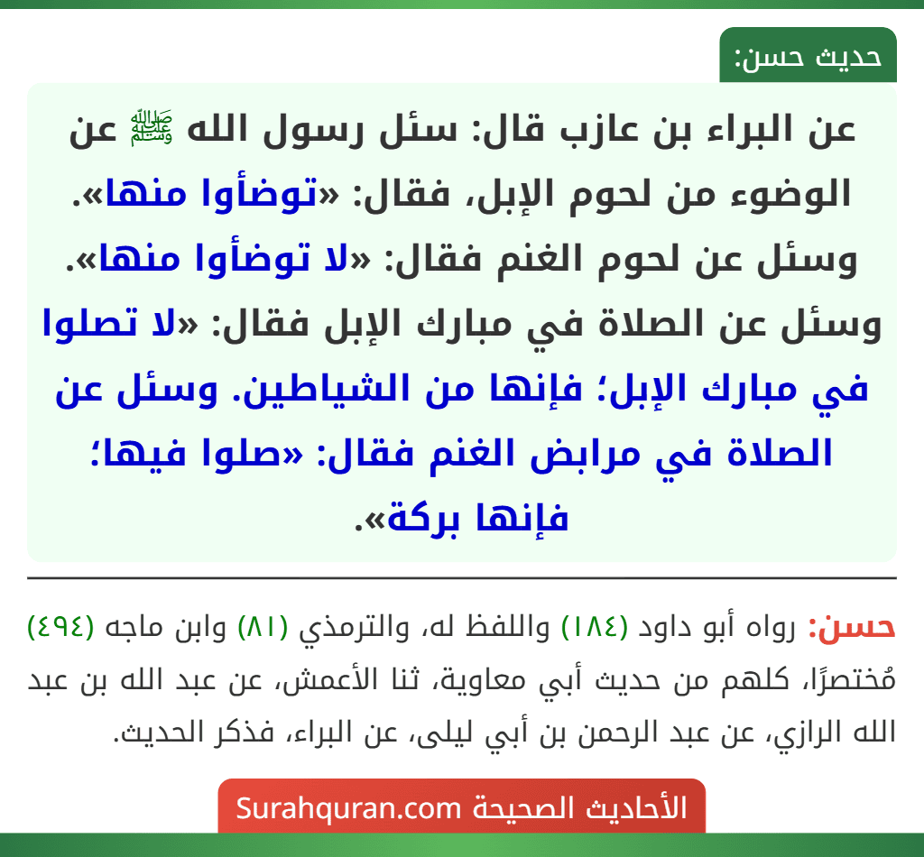 عن البراء بن عازب قال: سئل رسول الله ﷺ عن الوضوء من لحوم الإبل، فقال: «توضؤوا منها». وسئل عن لحوم الغنم فقال: «لا توضؤوا منها». وسئل عن الصلاة في مبارك الإبل فقال: «لا تصلوا في مبارك الإبل؛ فإنها من الشياطين. وسئل عن الصلاة في مرابض الغنم فقال: «صلوا فيها؛ فإنها بركة».