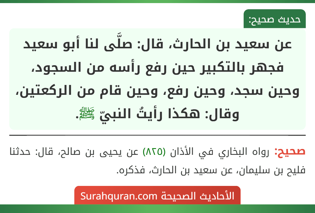 عن سعيد بن الحارث، قال: صلَّى لنا أبو سعيد فجهر بالتكبير حين رفع رأسه من السجود، وحين سجد، وحين رفع، وحين قام من الركعتين، وقال: هكذا رأيتُ النبيّ ﷺ.