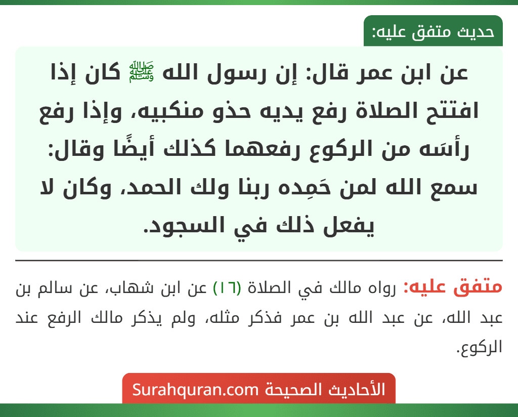 عن ابن عمر قال: إن رسول الله ﷺ كان إذا افتتح الصلاة رفع يديه حذو منكبيه، وإذا رفع رأسَه من الركوع رفعهما كذلك أيضًا وقال: سمع الله لمن حَمِده ربنا ولك الحمد، وكان لا يفعل ذلك في السجود.