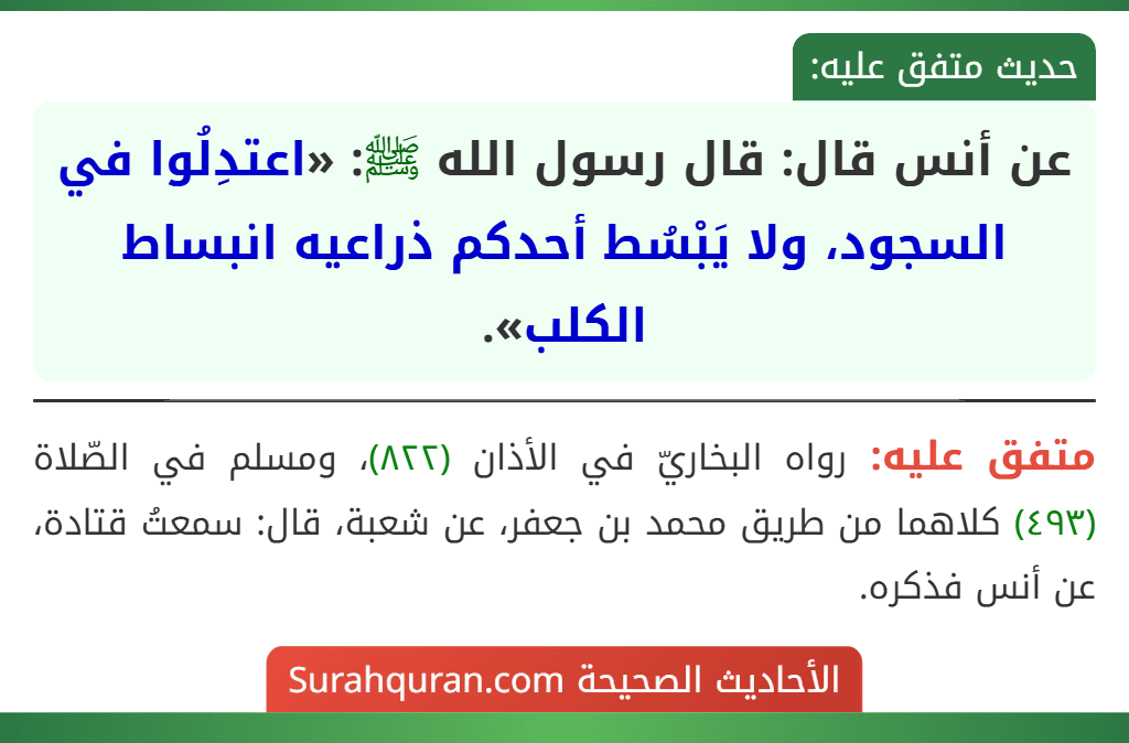 عن أنس قال: قال رسول الله ﷺ: «اعتدِلُوا في السجود، ولا يَبْسُط أحدكم ذراعيه انبساط الكلب». عن أنس قال: قال رسول الله ﷺ: «اعتدِلُوا في السجود، ولا يَبْسُط أحدكم ذراعيه انبساط الكلب».