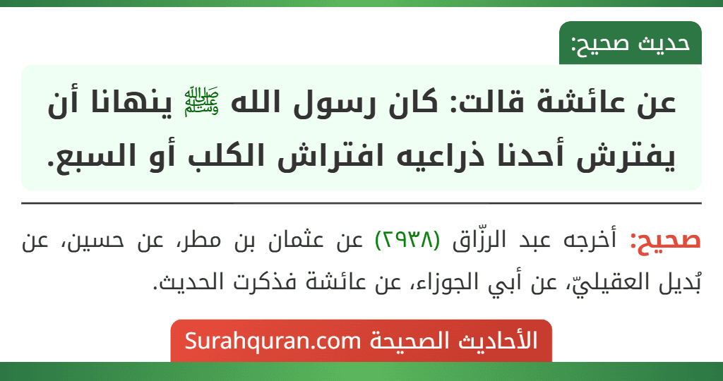 عن عائشة قالت: كان رسول الله ﷺ ينهانا أن يفترش أحدنا ذراعيه افتراش الكلب أو السبع.