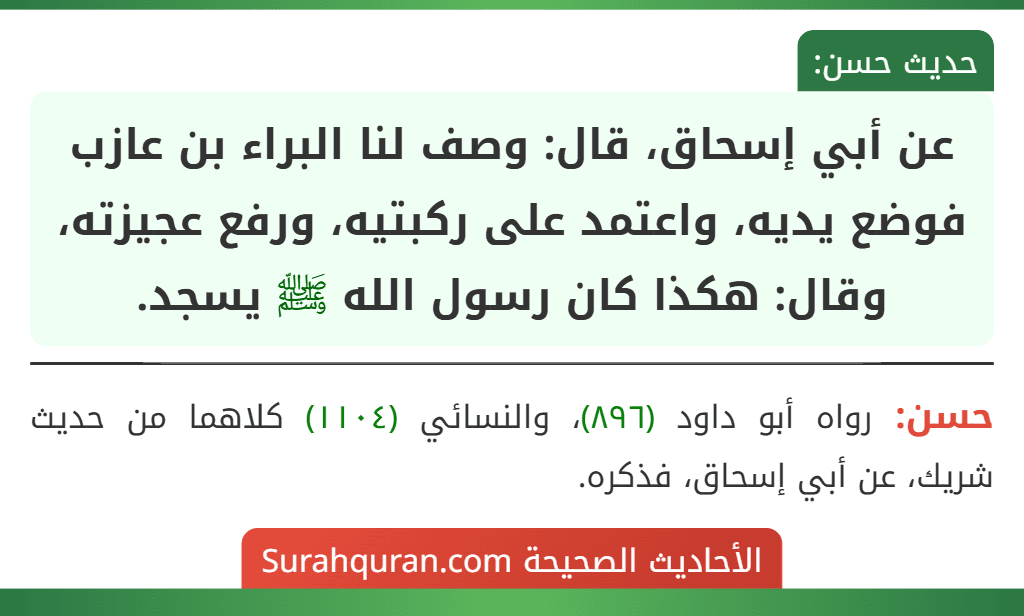 عن أبي إسحاق، قال: وصف لنا البراء بن عازب فوضع يديه، واعتمد على ركبتيه، ورفع عجيزته، وقال: هكذا كان رسول الله ﷺ يسجد.