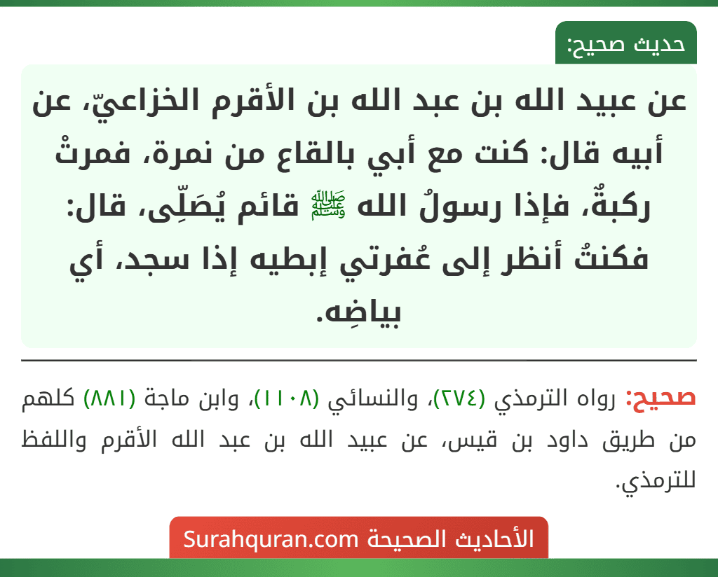 عن عبيد الله بن عبد الله بن الأقرم الخزاعيّ، عن أبيه قال: كنت مع أبي بالقاع من نمرة، فمرتْ ركبةٌ، فإذا رسولُ الله ﷺ قائم يُصَلِّى، قال: فكنتُ أنظر إلى عُفرتي إبطيه إذا سجد، أي بياضِه.