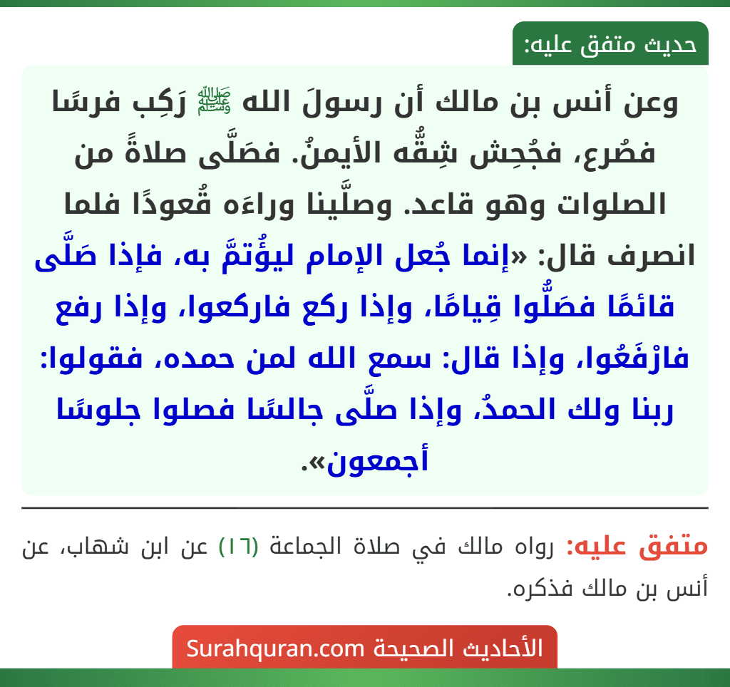 وعن أنس بن مالك أن رسولَ الله ﷺ رَكِب فرسًا فصُرع، فجُحِش شِقُّه الأيمنُ. فصَلَّى صلاةً من الصلوات وهو قاعد. وصلَّينا وراءَه قُعودًا فلما انصرف قال: «إنما جُعل الإمام ليؤُتمَّ به، فإذا صَلَّى قائمًا فصَلُّوا قِيامًا، وإذا ركع فاركعوا، وإذا رفع فارْفَعُوا، وإذا قال: سمع الله لمن حمده، فقولوا: ربنا ولك الحمدُ، وإذا صلَّى جالسًا فصلوا جلوسًا أجمعون».
