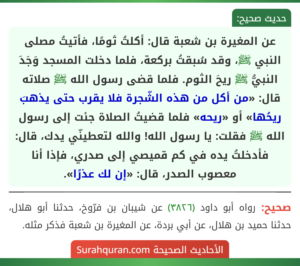 عن المغيرة بن شعبة قال: أكلتُ ثومًا، فأتيتُ مصلى النبي ﷺ، وقد سُبقتُ بركعة، فلما دخلت المسجد وَجَدَ النبيُّ ﷺ ريحَ الثوم. فلما قضى رسول الله ﷺ صلاته قال: «من أكل من هذه الشّجرة فلا يقرب حتى يذهبَ ريحُها» أو «ريحه» فلما قضيتُ الصلاة جئت إلى رسول الله ﷺ فقلت: يا رسول الله! والله لتعطينّي يدك، قال: فأدخلتُ يده في كم قميصي إلى صدري، فإذا أنا معصوب الصدر، قال: «إن لك عذرًا».