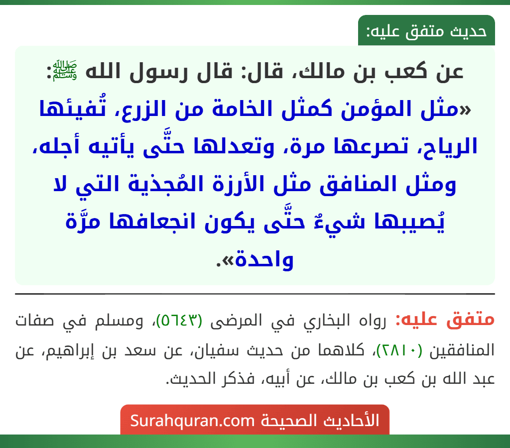 عن كعب بن مالك، قال: قال رسول الله ﷺ: «مثل المؤمن كمثل الخامة من الزرع، تُفيئها الرياح، تصرعها مرة، وتعدلها حتَّى يأتيه أجله، ومثل المنافق مثل الأرزة المُجذية التي لا يُصيبها شيءٌ حتَّى يكون انجعافها مرَّة واحدة». عن كعب بن مالك، قال: قال رسول الله ﷺ: «مثل المؤمن كمثل الخامة من الزرع، تُفيئها الرياح، تصرعها مرة، وتعدلها حتَّى يأتيه أجله، ومثل المنافق مثل الأرزة المُجذية التي لا يُصيبها شيءٌ حتَّى يكون انجعافها مرَّة واحدة».