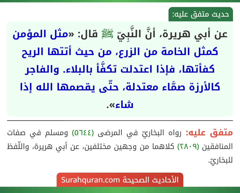 عن أبي هريرة، أنَّ النَّبِيّ ﷺ قال: «مثل المؤمن كمثل الخامة من الزرع، من حيث أتتها الريح كفأتها، فإذا اعتدلت تكفَّأ بالبلاء. والفاجر كالأرزة صمَّاء معتدلة، حتّى يقصمها الله إذا شاء».
