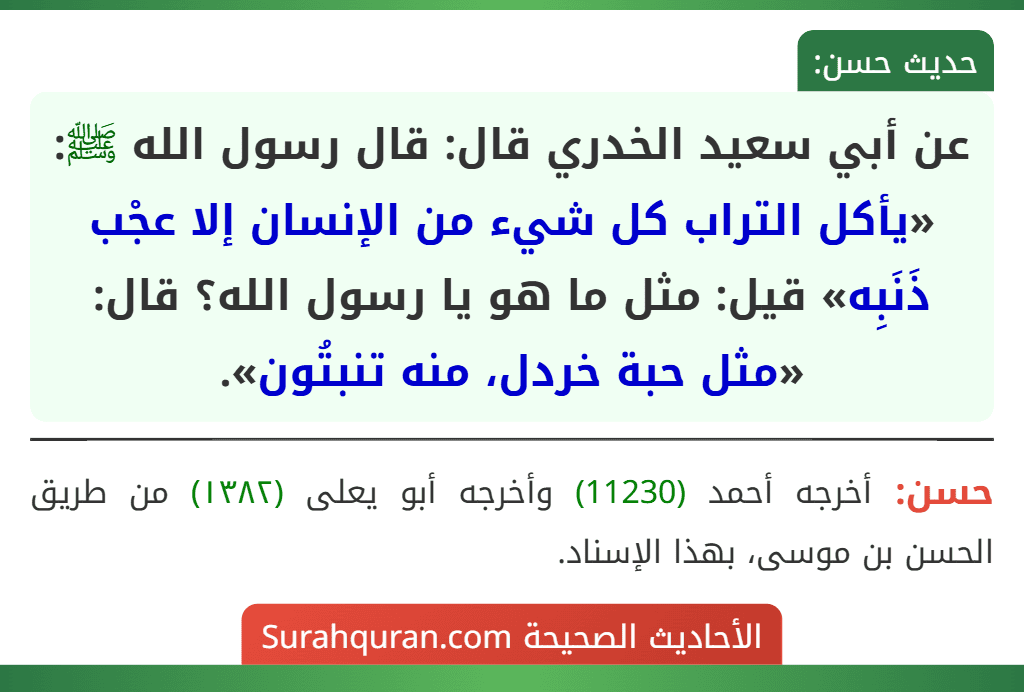 عن أبي سعيد الخدري قال: قال رسول الله ﷺ: «يأكل التراب كل شيء من الإنسان إلا عجْب ذَنَبِه» قيل: مثل ما هو يا رسول الله؟ قال: «مثل حبة خردل، منه تنبتُون».