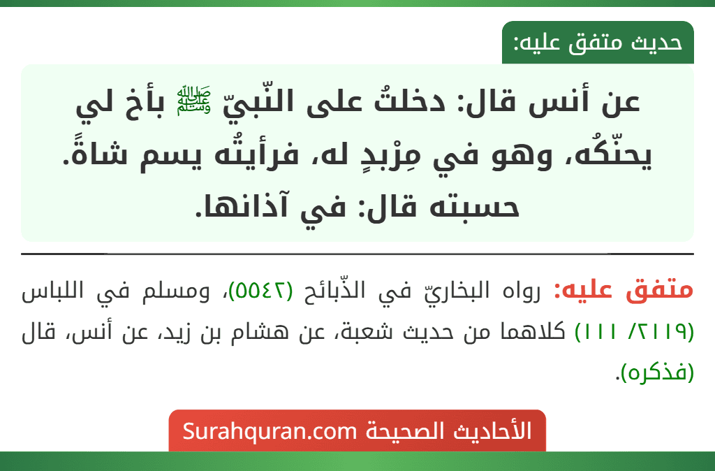 عن أنس قال: دخلتُ على النّبيّ ﷺ بأخ لي يحنّكُه، وهو في مِرْبدٍ له، فرأيتُه يسم شاةً. حسبته قال: في آذانها. عن أنس قال: دخلتُ على النّبيّ ﷺ بأخ لي يحنّكُه، وهو في مِرْبدٍ له، فرأيتُه يسم شاةً. حسبته قال: في آذانها.