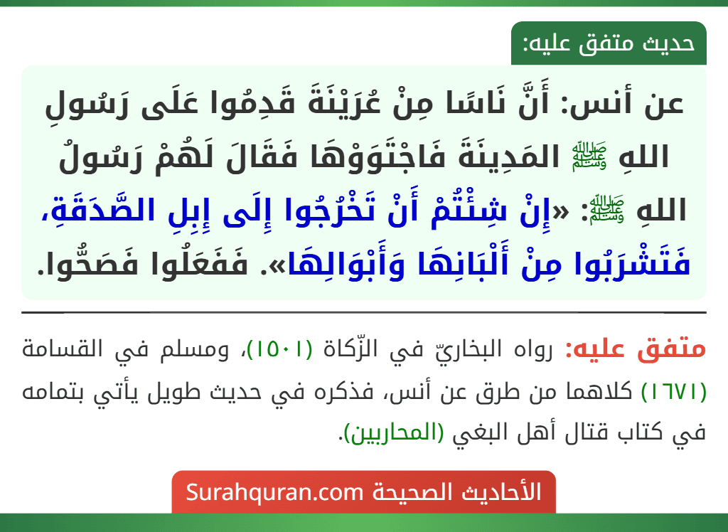 عن أنس: أَنَّ نَاسًا مِنْ عُرَيْنَةَ قَدِمُوا عَلَى رَسُولِ اللهِ ﷺ المَدِينَةَ فَاجْتَوَوْهَا فَقَالَ لَهُمْ رَسُولُ اللهِ ﷺ: «إِنْ شِئْتُمْ أَنْ تَخْرُجُوا إِلَى إِبِلِ الصَّدَقَةِ، فَتَشْرَبُوا مِنْ أَلْبَانِهَا وَأَبْوَالِهَا». فَفَعَلُوا فَصَحُّوا.