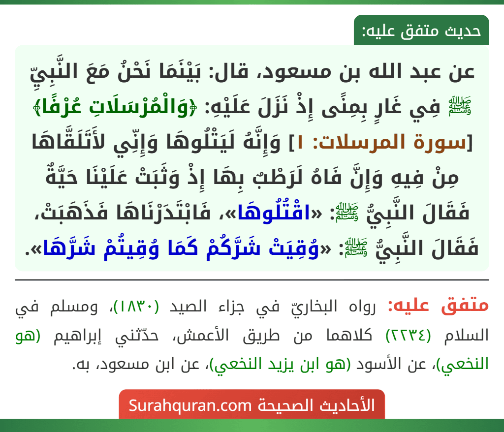 عن عبد الله بن مسعود، قال: بَيْنَمَا نَحْنُ مَعَ النَّبِيِّ ﷺ فِي غَارٍ بِمِنًى إِذْ نَزَلَ عَلَيْهِ: ﴿وَالْمُرْسَلَاتِ عُرْفًا﴾ [سورة المرسلات: ١] وَإِنَّهُ لَيَتْلُوهَا وَإِنِّي لأَتَلَقَّاهَا مِنْ فِيهِ وَإِنَّ فَاهُ لَرَطْبٌ بِهَا إِذْ وَثَبَتْ عَلَيْنَا حَيَّةٌ فَقَالَ النَّبِيُّ ﷺ: «اقْتُلُوهَا»، فَابْتَدَرْنَاهَا فَذَهَبَتْ، فَقَالَ النَّبِيُّ ﷺ: «وُقِيَتْ شَرَّكُمْ كَمَا وُقِيتُمْ شَرَّهَا».