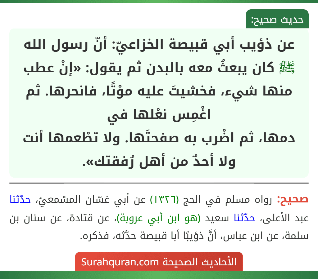 عن ذؤيب أبي قبيصة الخزاعيّ: أنّ رسول الله ﷺ كان يبعثُ معه بالبدن ثم يقول: «إنْ عطب منها شيء، فخشيتَ عليه موْتًا، فانحرها. ثم اغْمِس نعْلها في
دمها، ثم اضْرب به صفحتَها. ولا تطْعمها أنت ولا أحدٌ من أهل رُفقتك».