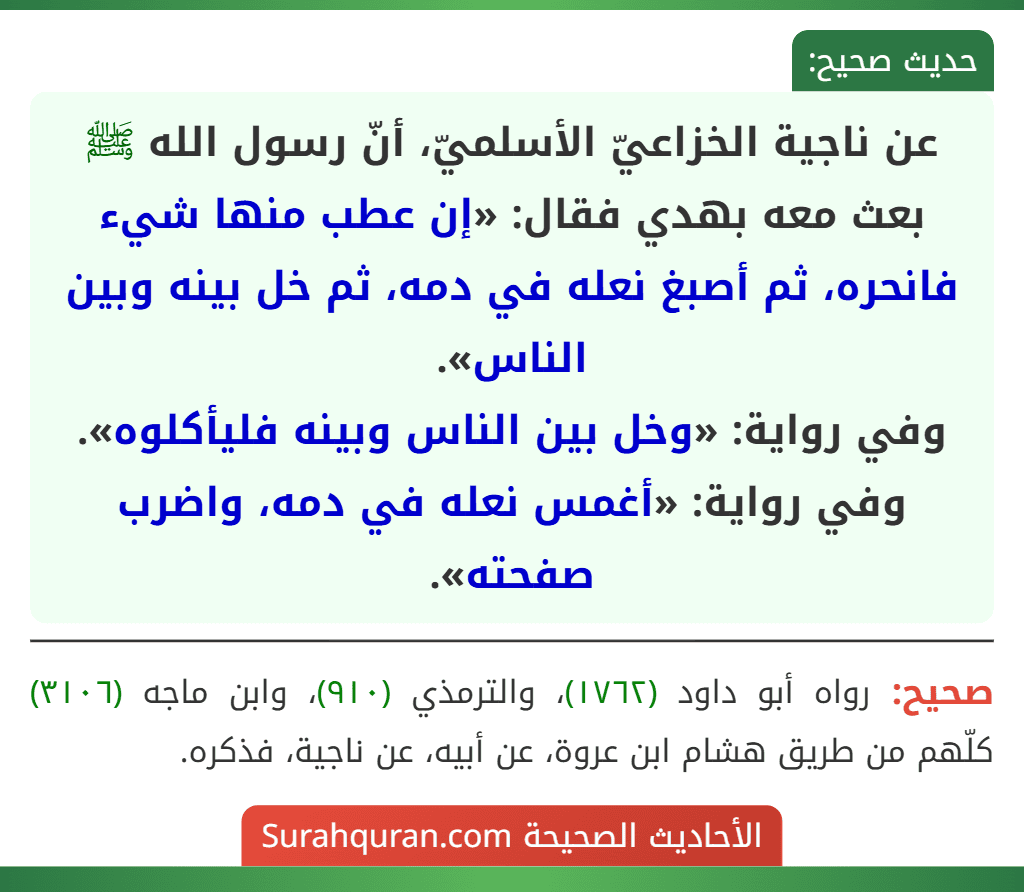 عن ناجية الخزاعيّ الأسلميّ، أنّ رسول الله ﷺ بعث معه بهدي فقال: «إن عطب منها شيء فانحره، ثم أصبغ نعله في دمه، ثم خل بينه وبين الناس».
وفي رواية: «وخل بين الناس وبينه فليأكلوه».
وفي رواية: «أغمس نعله في دمه، واضرب صفحته».