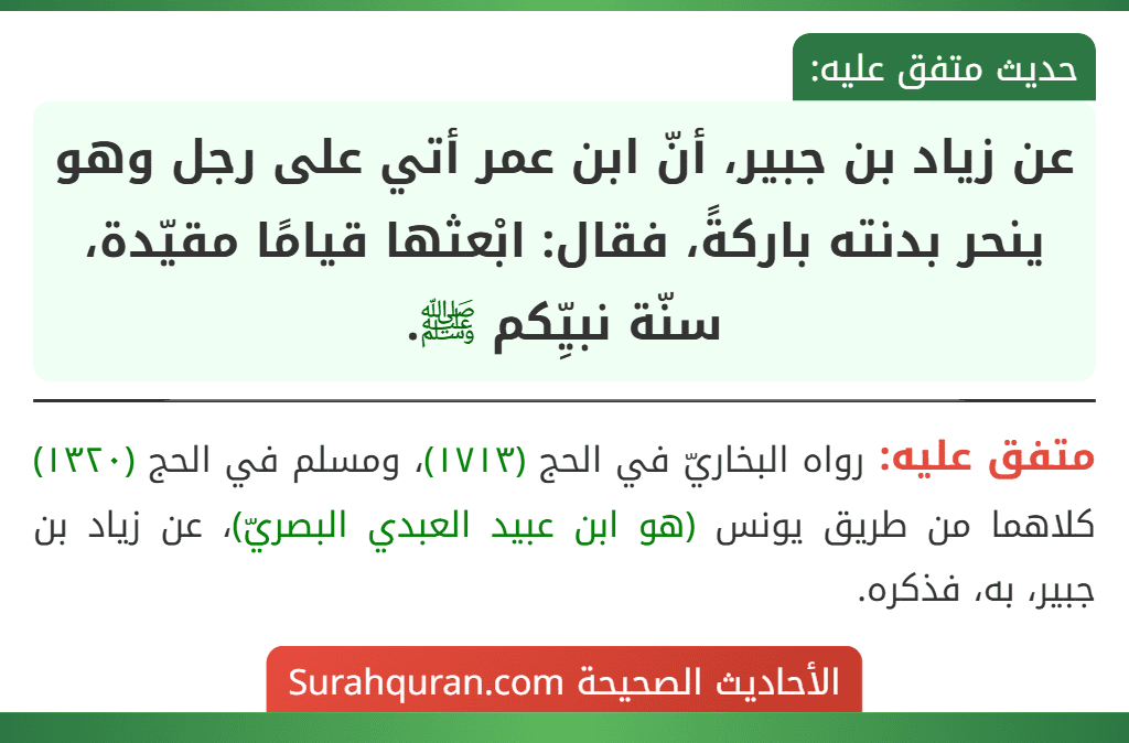 عن زياد بن جبير، أنّ ابن عمر أتي على رجل وهو ينحر بدنته باركةً، فقال: ابْعثها قيامًا مقيّدة، سنّة نبيِّكم ﷺ.