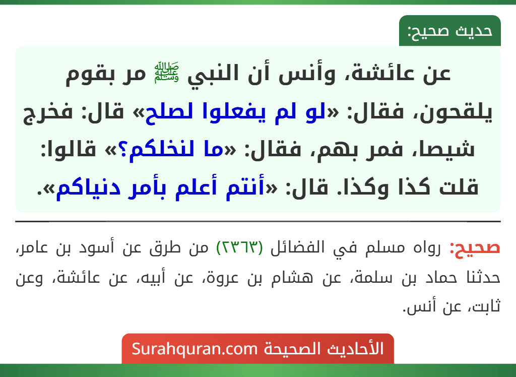 عن عائشة، وأنس أن النبي ﷺ مر بقوم يلقحون، فقال: «لو لم يفعلوا لصلح» قال: فخرج شيصا، فمر بهم، فقال: «ما لنخلكم؟» قالوا: قلت كذا وكذا. قال: «أنتم أعلم بأمر دنياكم».