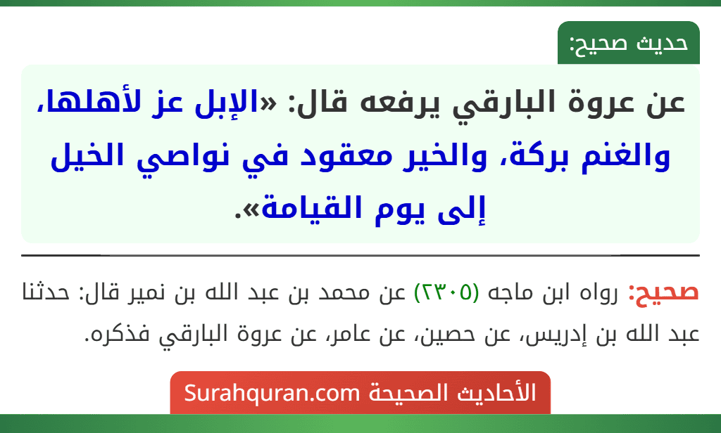 عن عروة البارقي يرفعه قال: «الإبل عز لأهلها، والغنم بركة، والخير معقود في نواصي الخيل إلى يوم القيامة». عن عروة البارقي يرفعه قال: «الإبل عز لأهلها، والغنم بركة، والخير معقود في نواصي الخيل إلى يوم القيامة».