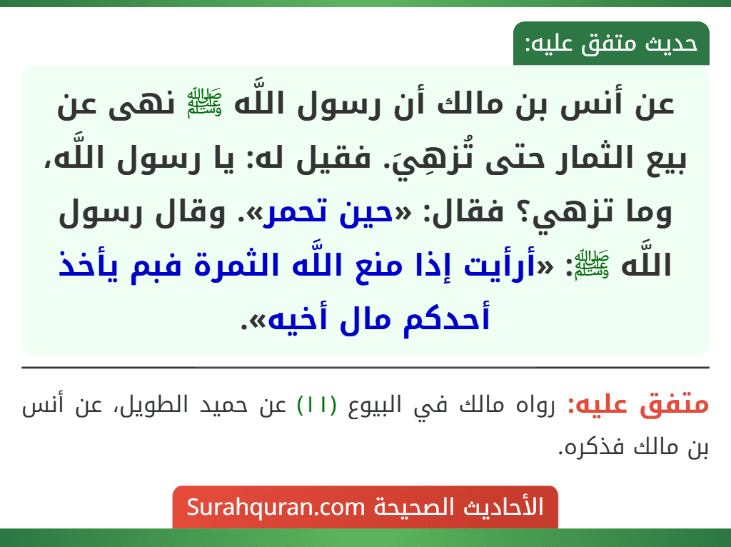 عن أنس بن مالك أن رسول اللَّه ﷺ نهى عن بيع الثمار حتى تُزهِيَ. فقيل له: يا رسول اللَّه، وما تزهي؟ فقال: «حين تحمر». وقال رسول اللَّه ﷺ: «أرأيت إذا منع اللَّه الثمرة فبم يأخذ أحدكم مال أخيه».